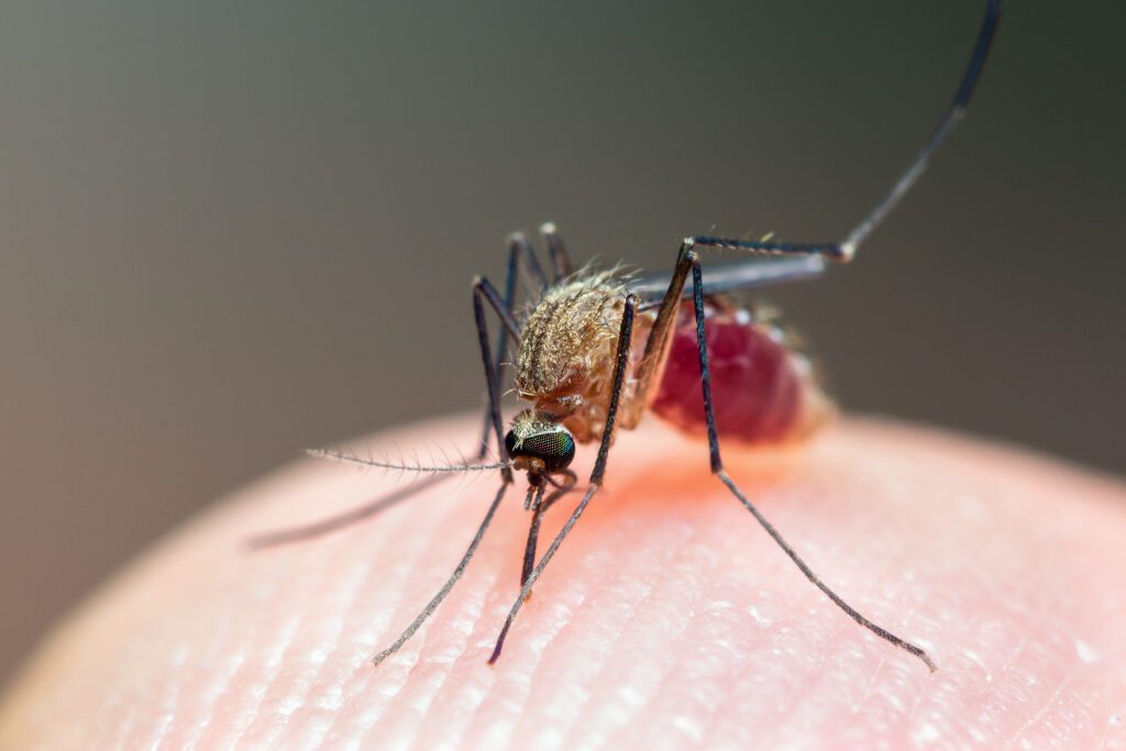 Close up of Mosquito sucking human blood, Thailand.