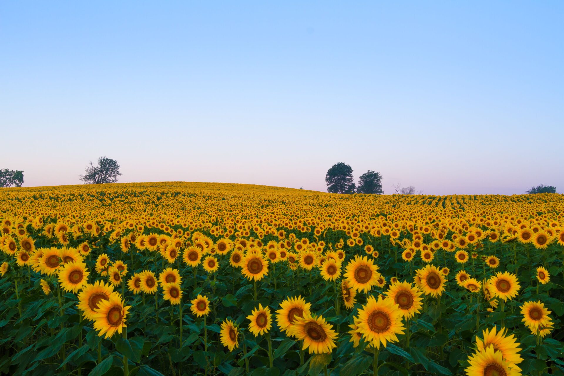 Sunflower Field in the Midwest