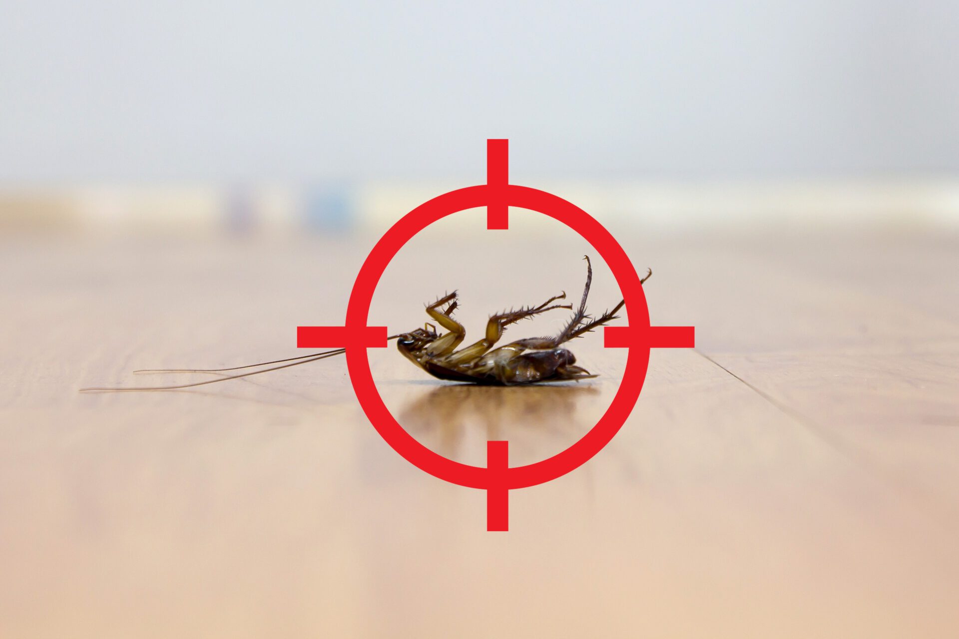 gun target to kill cockroach , pest control concept gun target to kill cockroach , pest control concept