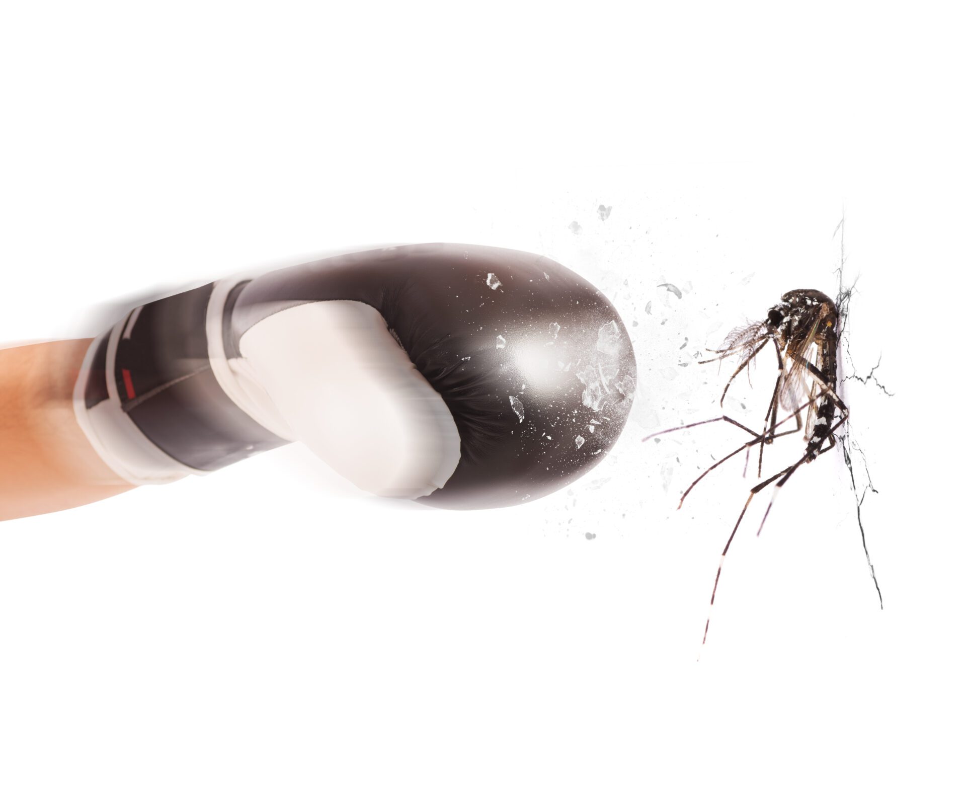 Mosquitoes attack Fist with boxing glove hitting a mosquito